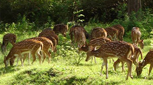 Bhubaneswar Wildlife Tour