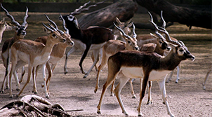Bhubaneswar Wildlife Tour